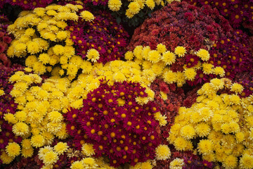 Fototapeta na wymiar colorful yellow and red mumms on display, blooming flowers in the fall, autumn