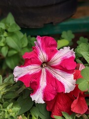 flower, nature, pink, plant, flowers, garden, red, purple, blossom, leaf, summer, hibiscus, bloom, beauty, flora, geranium, spring, petal, blooming, pixel,mobile,camera
