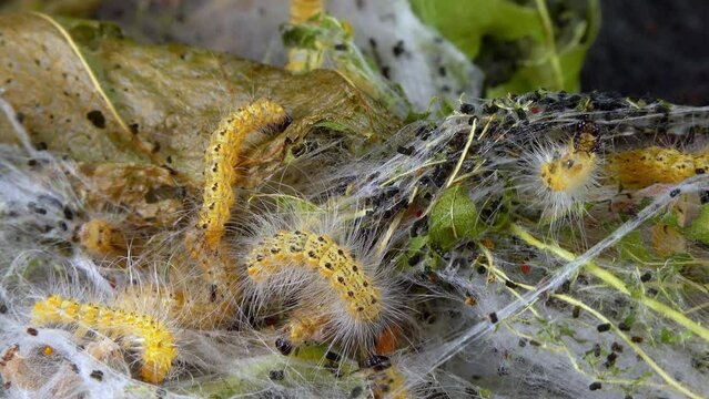 Weaving trees with cobwebs by larvae. Caterpillars of American white butterfly (Hyphantria cunea), moth fall webworm quarantine pest on leaves