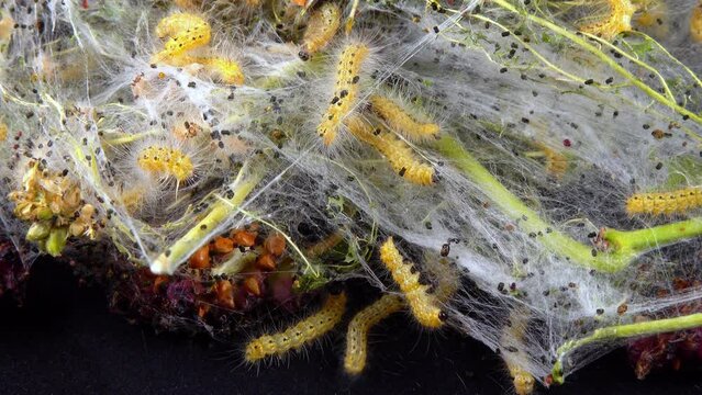 Weaving trees with cobwebs by larvae. Caterpillars of American white butterfly (Hyphantria cunea), moth fall webworm quarantine pest on leaves
