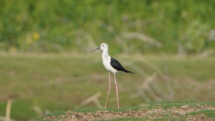 Tiruchirapalli,Tamilnadu, india-june 24 2023 Black Winged Stilt Bird standing on the grass 