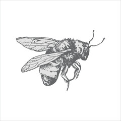 bee handdrawn illustration, vector bee drawing