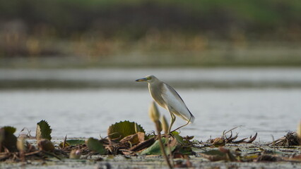 madurai,Tamilnaduindia-june 23 2023 Javan Pond-Heronon near the  lake waiting for the fish 