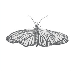 handdrawn butterfly illustration, butterfly drawing