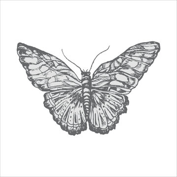 handdrawn butterfly illustration, butterfly drawing