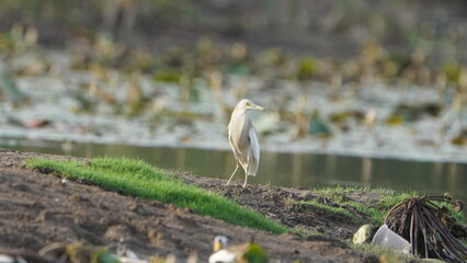 madurai,Tamilnaduindia-june 23 2023 Javan Pond-Heronon near the  lake waiting for the fish 