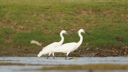 Tiruchirapalli,Tamilnadu, india-june 24 2023  Two White Crane Bird on the lake waiting for fish 