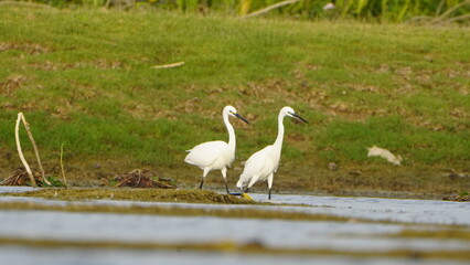 Tiruchirapalli,Tamilnadu, india-june 24 2023  Two White Crane Bird on the lake waiting for fish 