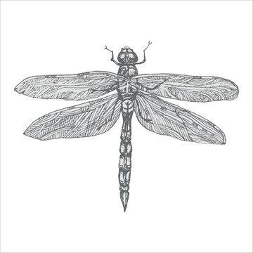 recommend clip art: handdrawn dragonfly illustration, dragonfly drawing