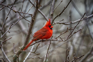One Bright Beautiful Cardinal Bird.