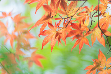 京都の寺の夏の紅葉