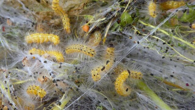 Weaving trees with cobwebs by larvae. Caterpillars of American white butterfly (Hyphantria cunea), moth fall webworm quarantine pest on leaves