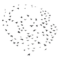 Sketch drawing of a silhouette of a flock of birds flying forward, cling together. Takeoff, flying, flight, flutter, hover, soaring, landing