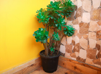 Jade plant pot wuth yellow background