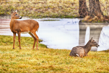 White Tailed Deer In The Wild.