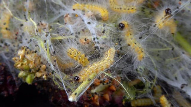 Weaving trees with cobwebs by larvae. Caterpillars of American white butterfly (Hyphantria cunea), moth fall webworm quarantine pest on leaves