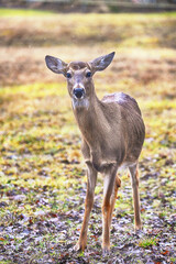 White Tailed Deer In The Wild.