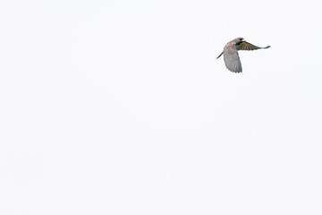 Flying bird in Isolated white background, The white-breasted woodswallow (Artamus leucorynchus) animal closeup, Isolated white background, bird in white background