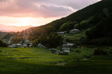 明日香村の棚田と夕日