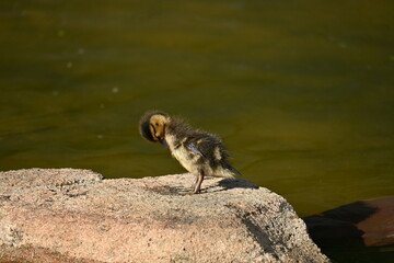 Patito acicalándose