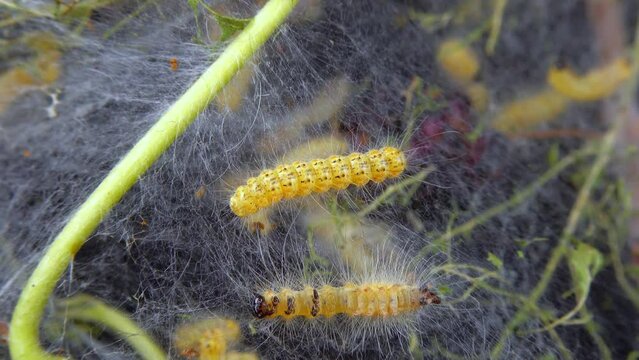 Weaving trees with cobwebs by larvae. Caterpillars of American white butterfly (Hyphantria cunea), moth fall webworm quarantine pest on leaves