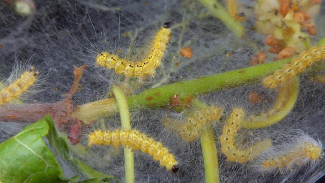 Weaving trees with cobwebs by larvae. Caterpillars of American white butterfly (Hyphantria cunea), moth fall webworm quarantine pest on leaves