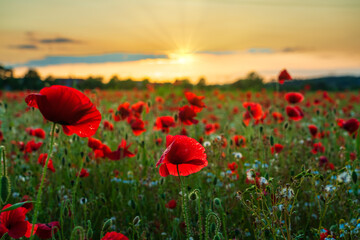 Fototapeta na wymiar Red poppy field at sunset 
