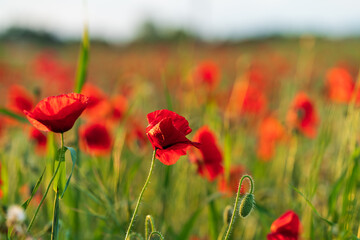 Poppy flower on a background of green field
