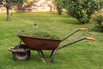 Old garden cart with mowed grass stands on a lawn against the backdrop of garden shrubs. Garden care
