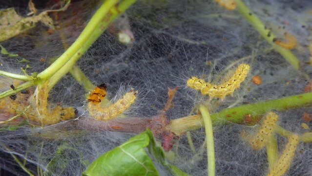 Weaving trees with cobwebs by larvae. Caterpillars of American white butterfly (Hyphantria cunea), moth fall webworm quarantine pest on leaves