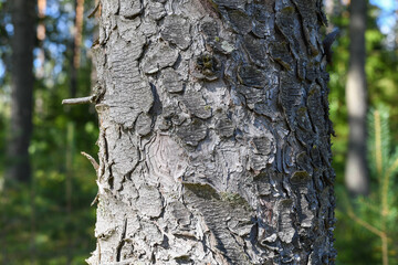 Fototapeta premium Spruce tree