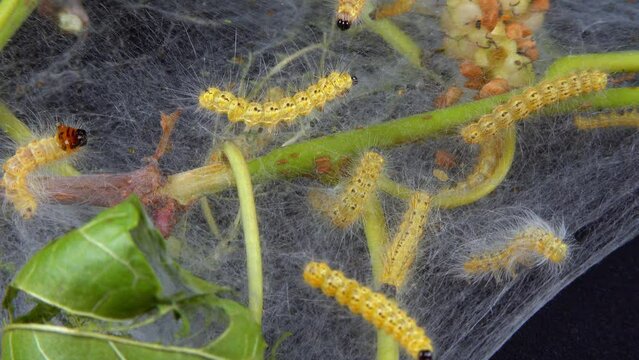 Weaving trees with cobwebs by larvae. Caterpillars of American white butterfly (Hyphantria cunea), moth fall webworm quarantine pest on leaves