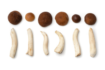 Honey agaric on white