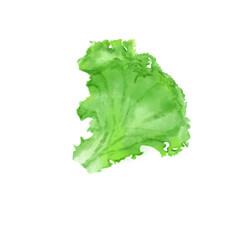 lettuce