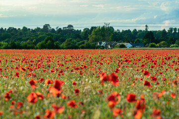 Red poppies under the sunlight