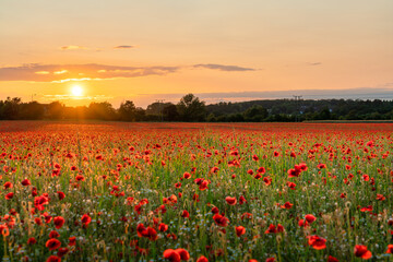 Red poppy field at sunset 