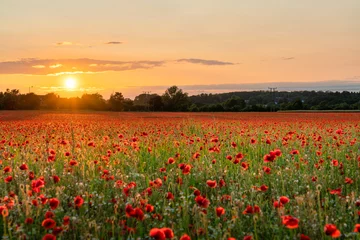 Gardinen Mohnblumen Red poppy field at sunset   © Pawel Pajor
