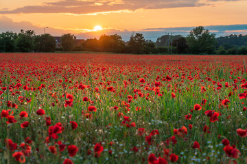 Landscape with nice sunset over poppy field 