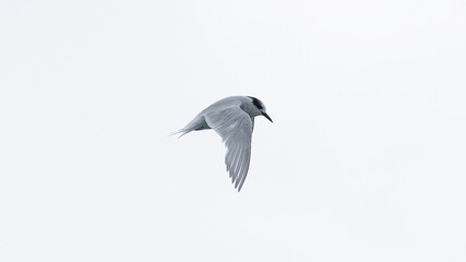 Southern Fulmar flying near Antarctic Peninsula.