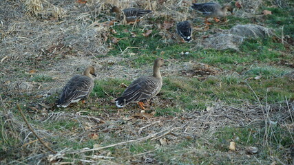 A flock of wild geese foraging outdoors in winter