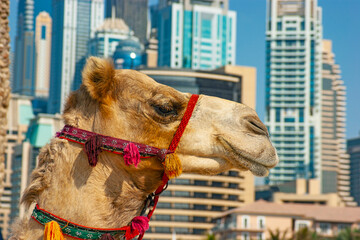 The muzzle of the African camel