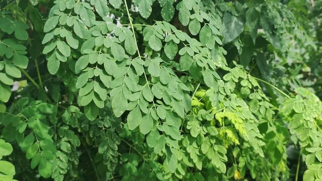 video footage of green Moringa leaves, leaves that have many health benefits