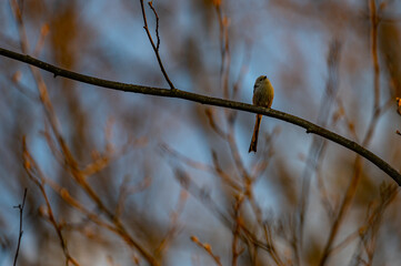 Long-tailed Tit Perched on Branch