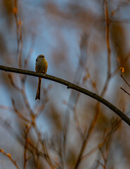 Long-tailed Tit Perched on Branch