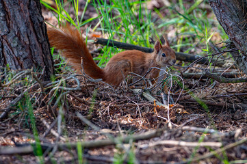Eurasian red squirrel in the forest