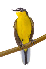 Western Yellow Wagtail isolated on white background