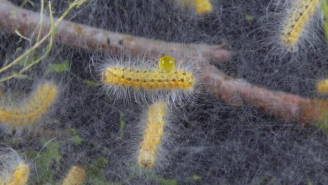 Weaving trees with cobwebs by larvae. Caterpillars of American white butterfly (Hyphantria cunea), moth fall webworm quarantine pest on leaves