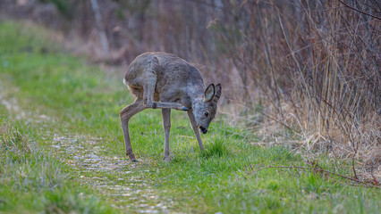 roe deer doe on forest road in early spring