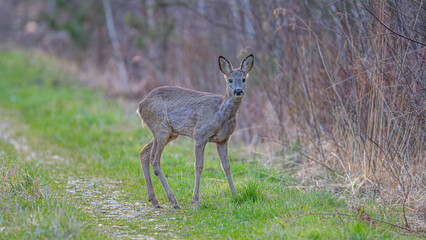 roe deer doe on forest road in early spring