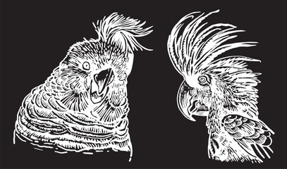 Graphical set of  parrots isolated on black,vector engraved elements of bird.Ink pen parrots